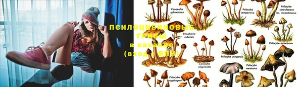 крисы Карталы