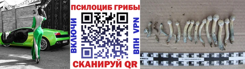 Купить  Карачаевск  Псилоцибиновые грибы Magic Shrooms 